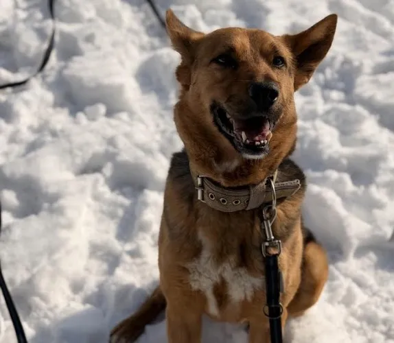 Pies do adopcji, Kraków, 21 września 2025 (2/5)