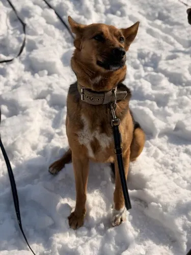 Pies do adopcji, Kraków, 21 września 2025 (5/5)