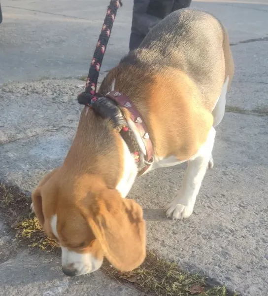 Znaleziono psa, Radom, 2 października 2025