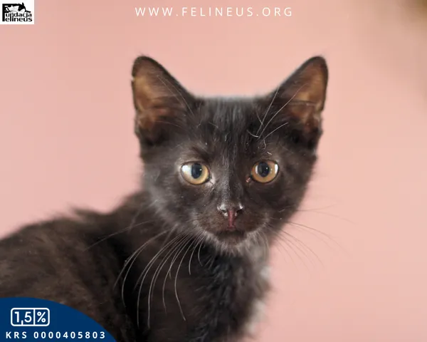 Oddam zwierzę, Chmielnik, 6 października 2025 (1/5)