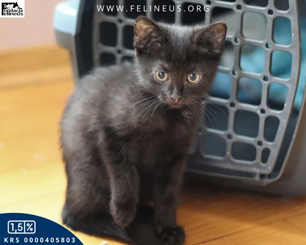 Oddam zwierzę, Chmielnik, 6 października 2025 (4/5)