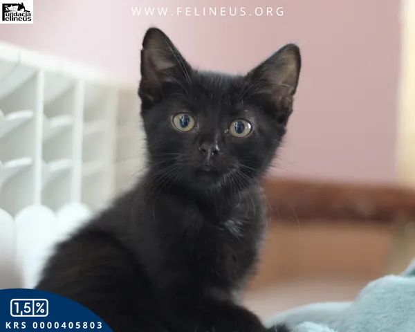 Oddam zwierzę, Chmielnik, 6 października 2025 (5/5)