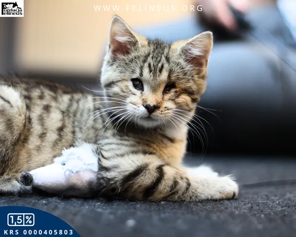 Kot do adopcji, Chmielnik, 6 października 2025 (1/6)