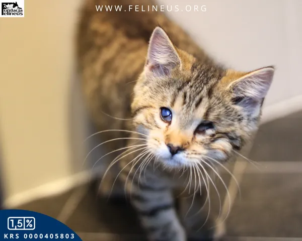 Kot do adopcji, Chmielnik, 6 października 2025 (2/6)