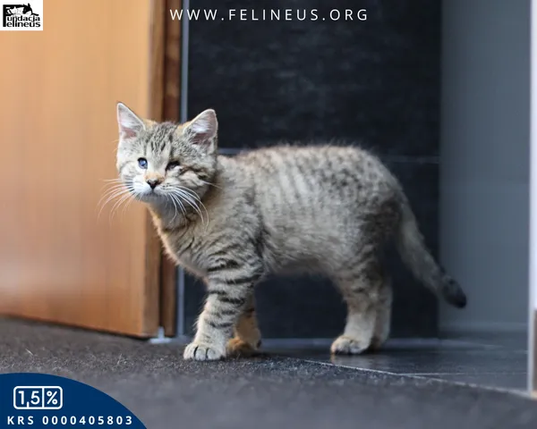 Kot do adopcji, Chmielnik, 6 października 2025 (3/6)