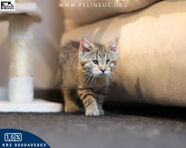 Kot do adopcji, Chmielnik, 6 października 2025 (5/6)