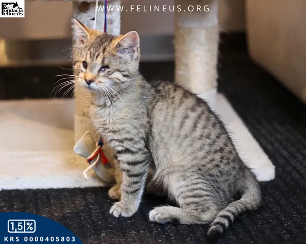 Kot do adopcji, Chmielnik, 6 października 2025 (6/6)