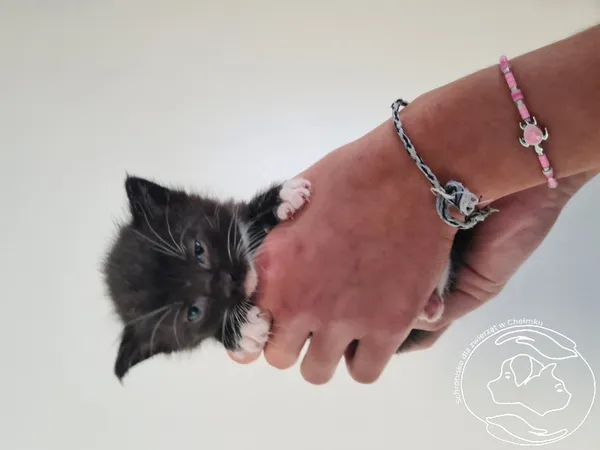 Znaleziono kota, Chełmek, 3 września 2025