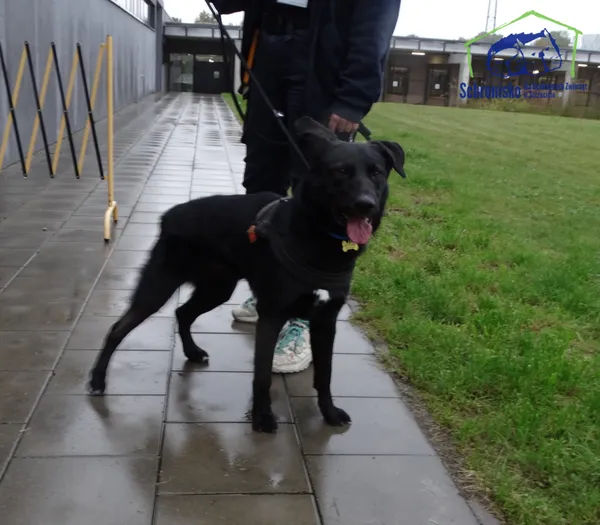 Znaleziono psa, Szczecin, 4 października 2025 (3/3)