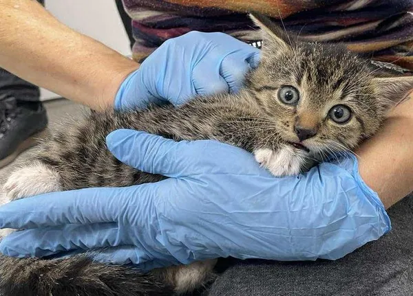 Znaleziono kota, Toruń, 6 października 2025