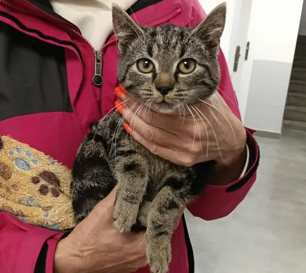 Znaleziono kota, Toruń, 5 października 2025