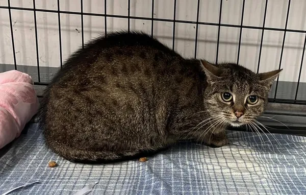 Znaleziono kota, Toruń, 3 października 2025