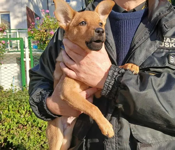 Znaleziono psa, Toruń, 3 października 2025