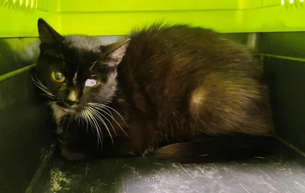 Znaleziono kota, Toruń, 3 października 2025