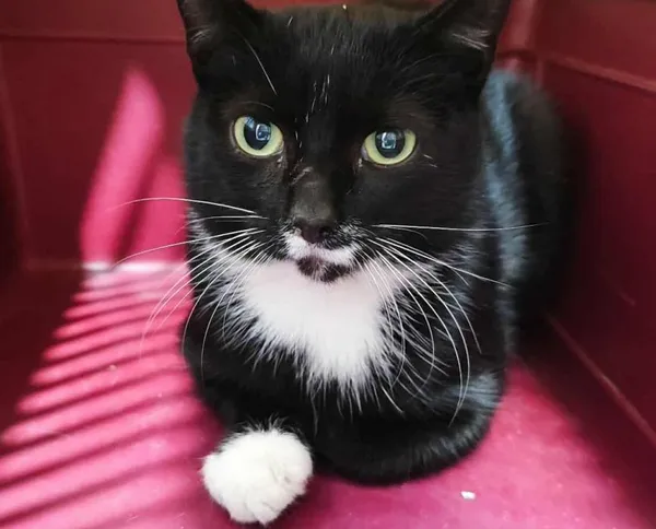 Znaleziono kota, Toruń, 3 października 2025