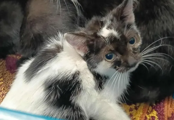 Znaleziono kota, Toruń, 2 października 2025