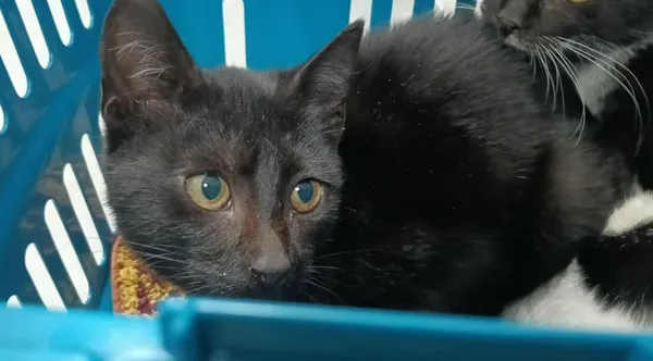 Znaleziono kota, Toruń, 2 października 2025