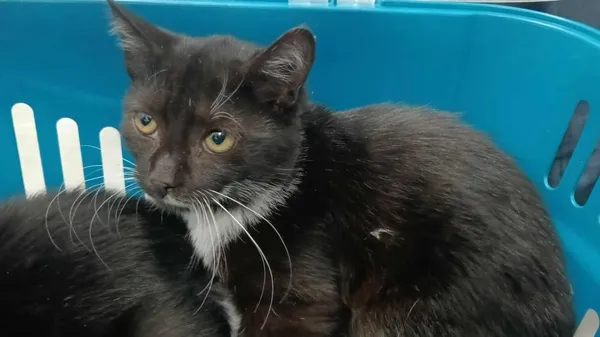 Znaleziono kota, Toruń, 2 października 2025