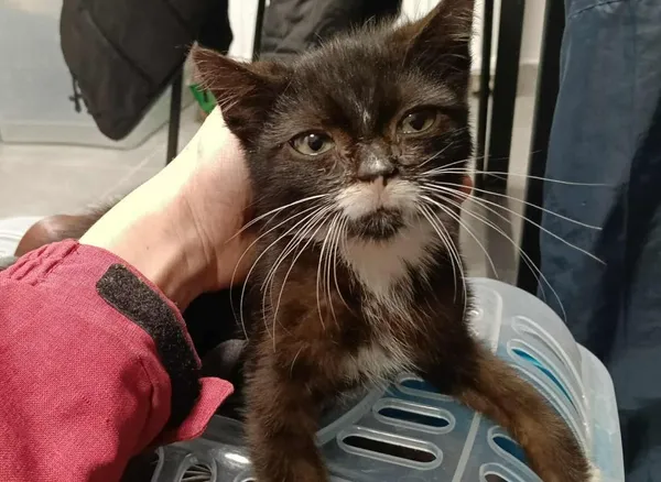 Znaleziono kota, Toruń, 2 października 2025