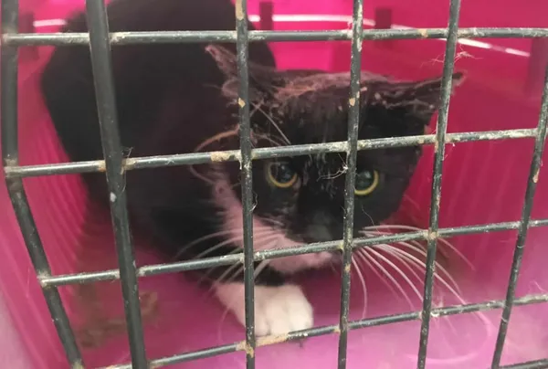 Znaleziono kota, Toruń, 2 października 2025