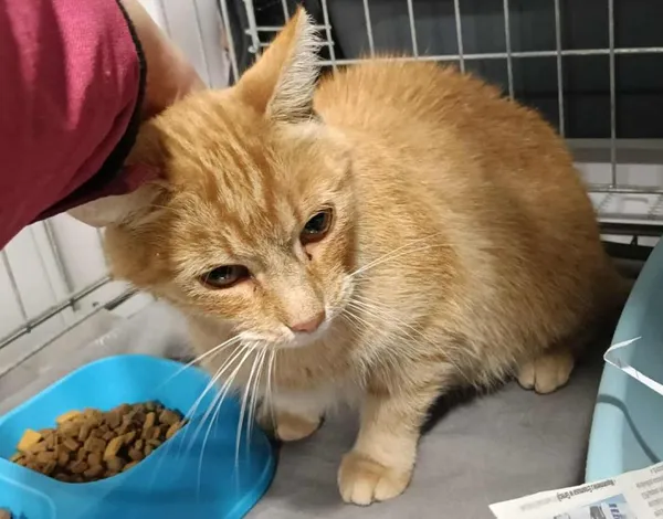 Znaleziono kota, Toruń, 2 października 2025