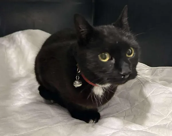 Znaleziono kota, Toruń, 2 października 2025