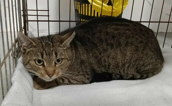 Znaleziono kota, Toruń, 2 października 2025