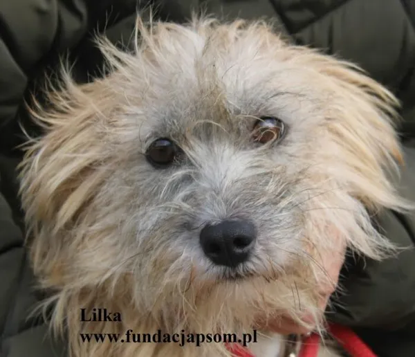 Pies do adopcji, Nowy Dwór Mazowiecki, 6 października 2025 (1/5)