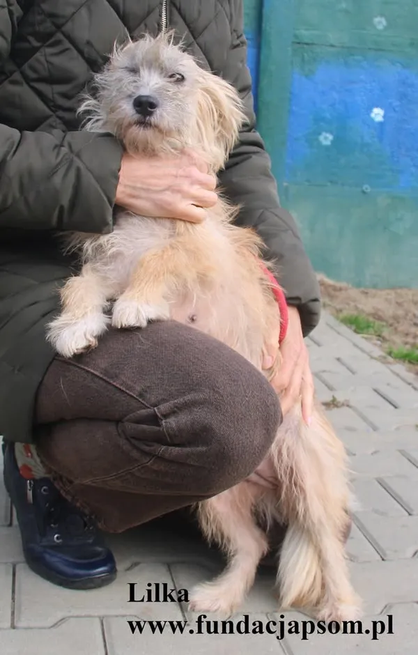 Pies do adopcji, Nowy Dwór Mazowiecki, 6 października 2025 (3/5)