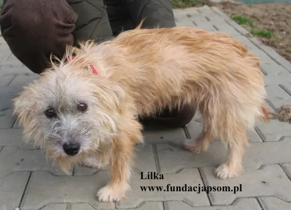 Pies do adopcji, Nowy Dwór Mazowiecki, 6 października 2025 (5/5)