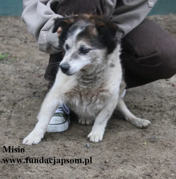 Pies do adopcji, Nowy Dwór Mazowiecki, 6 października 2025 (2/4)