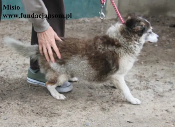 Pies do adopcji, Nowy Dwór Mazowiecki, 6 października 2025 (3/4)