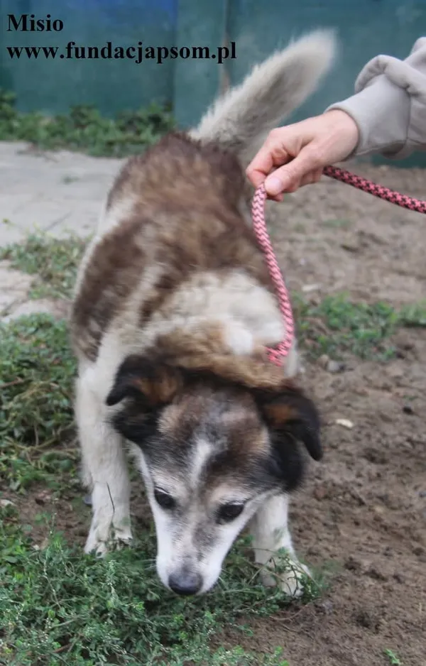 Pies do adopcji, Nowy Dwór Mazowiecki, 6 października 2025 (4/4)
