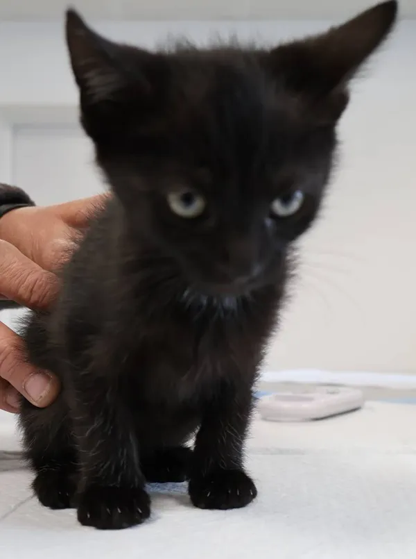 Znaleziono kota, Łódź, 6 października 2025 (2/2)