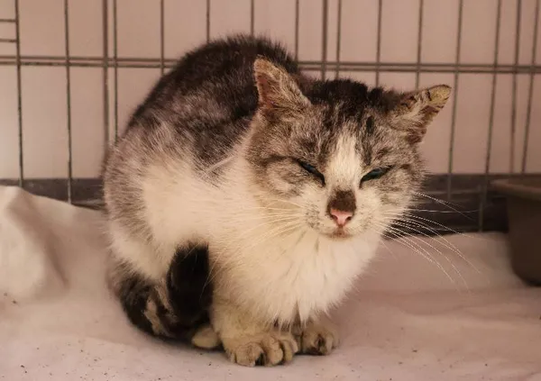 Znaleziono kota, Łódź, 6 października 2025 (1/3)