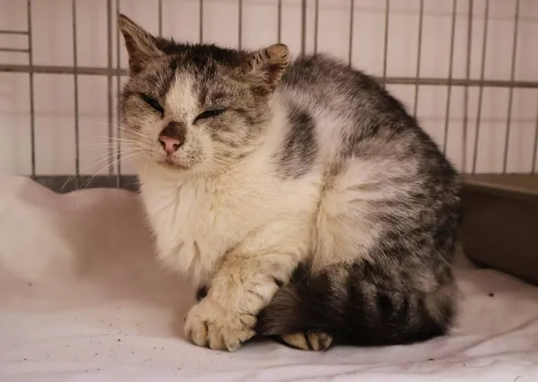 Znaleziono kota, Łódź, 6 października 2025 (2/3)