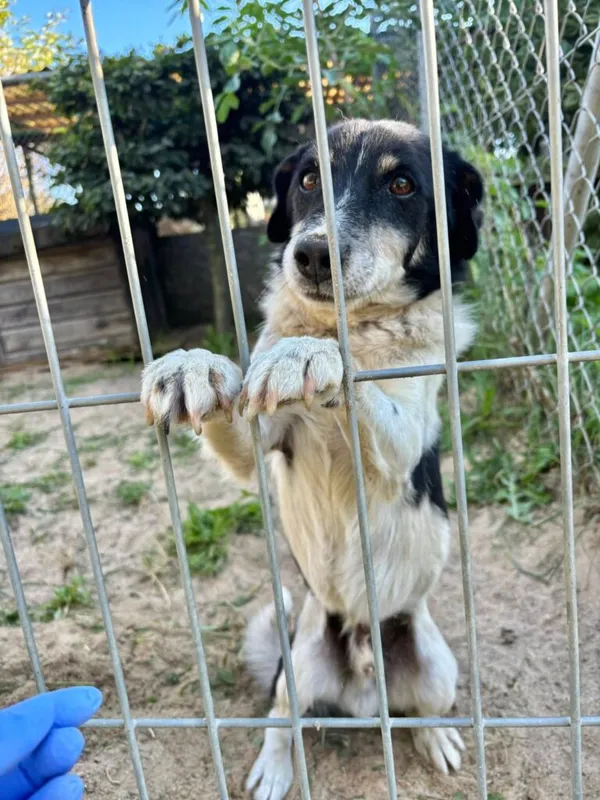 Pies do adopcji, Przyborówko, 6 października 2025 (1/3)