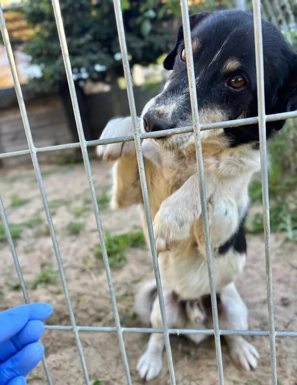 Pies do adopcji, Przyborówko, 6 października 2025 (2/3)