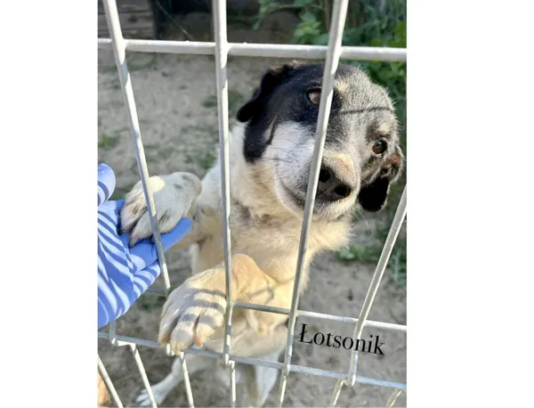Pies do adopcji, Przyborówko, 6 października 2025 (3/3)