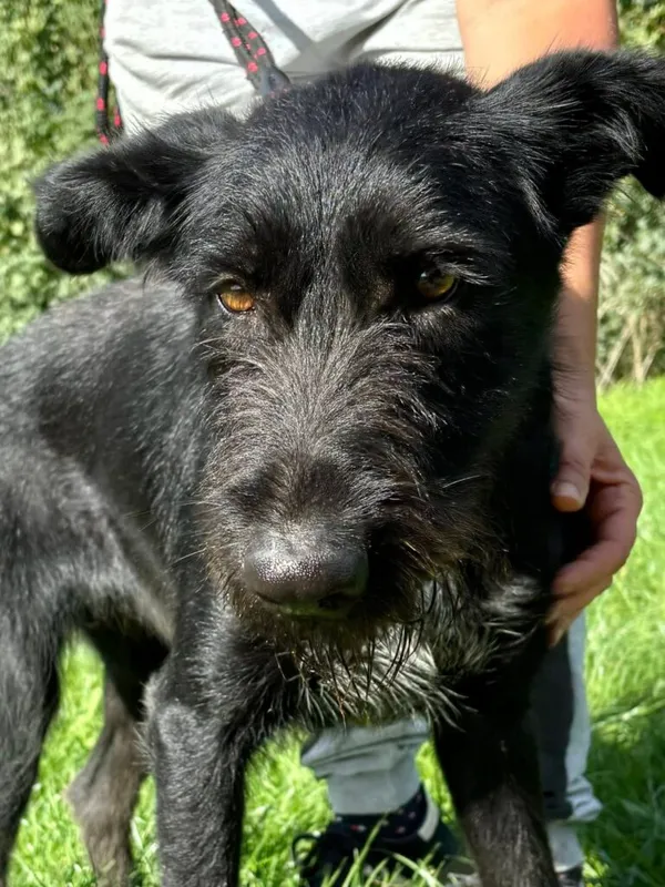 Pies do adopcji, Przyborówko, 6 października 2025 (1/3)