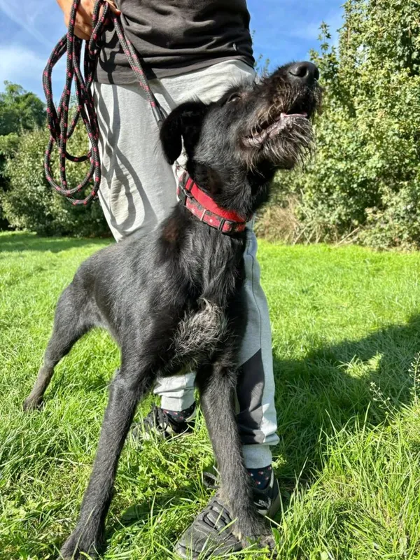 Pies do adopcji, Przyborówko, 6 października 2025 (2/3)