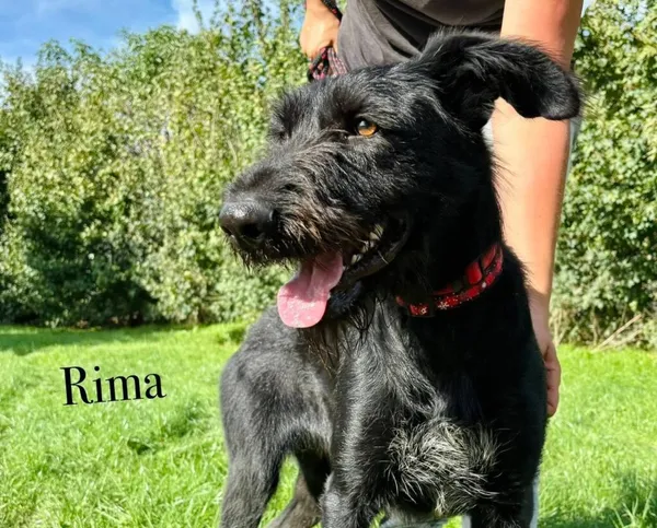 Pies do adopcji, Przyborówko, 6 października 2025 (3/3)