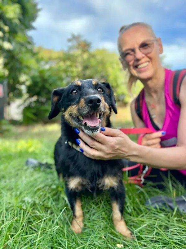 Pies do adopcji, Przyborówko, 6 października 2025 (1/3)