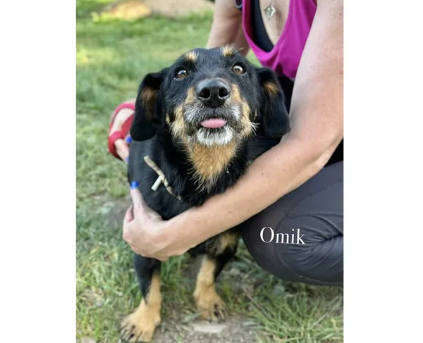 Pies do adopcji, Przyborówko, 6 października 2025 (3/3)