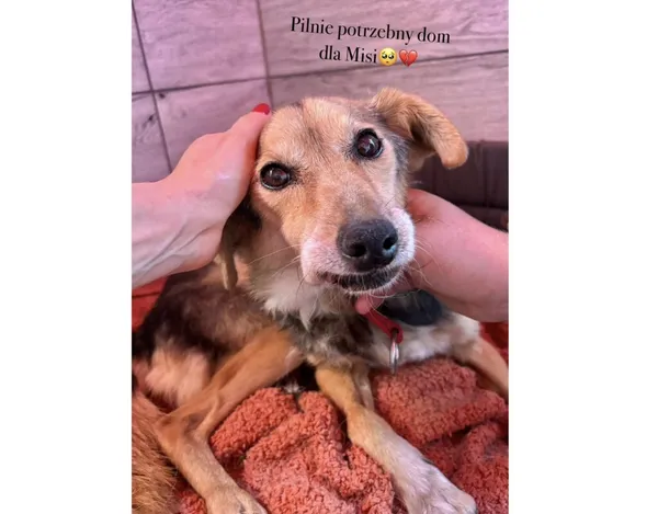 Pies do adopcji, Przyborówko, 6 października 2025