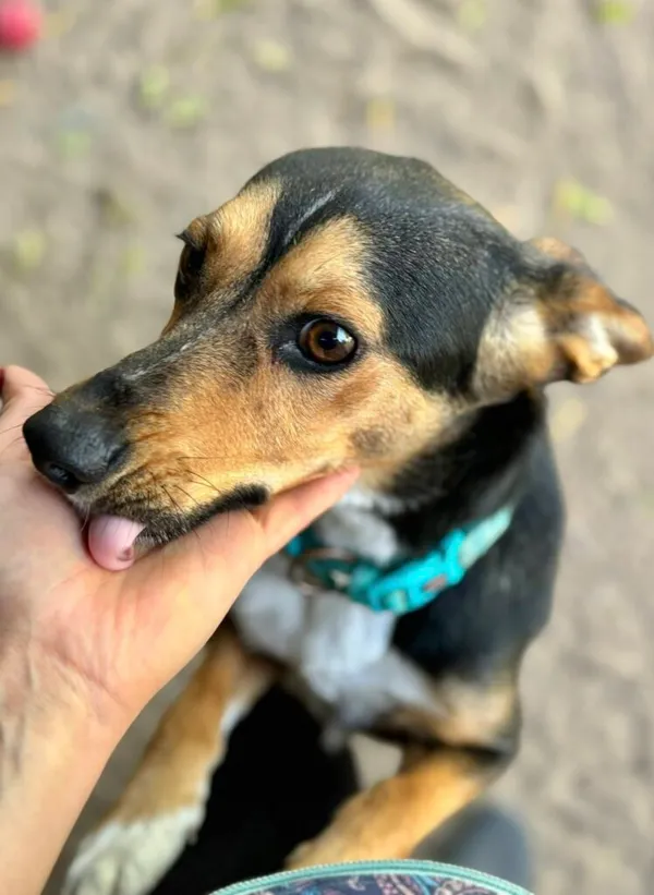 Pies do adopcji, Przyborówko, 6 października 2025 (1/3)