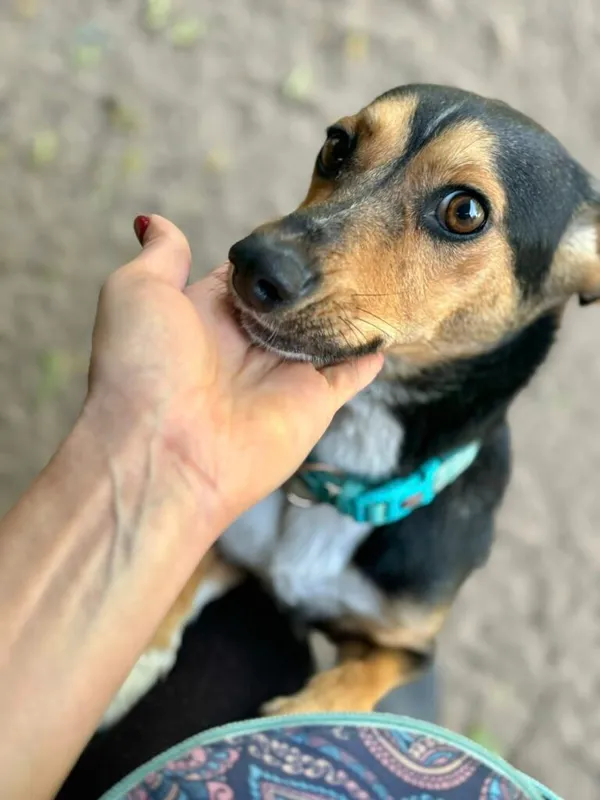 Pies do adopcji, Przyborówko, 6 października 2025 (2/3)