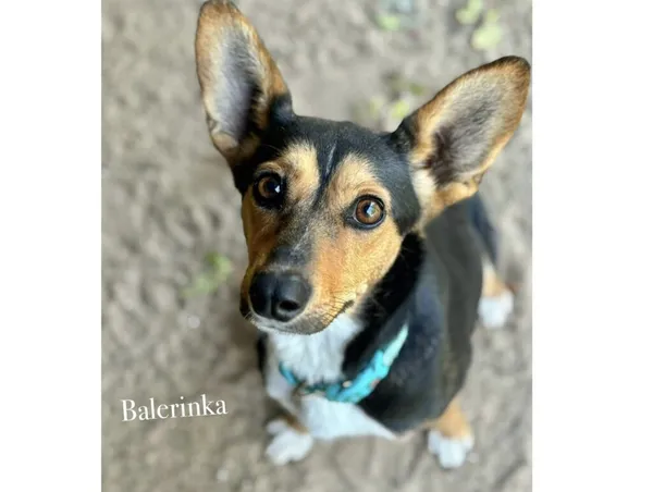 Pies do adopcji, Przyborówko, 6 października 2025 (3/3)