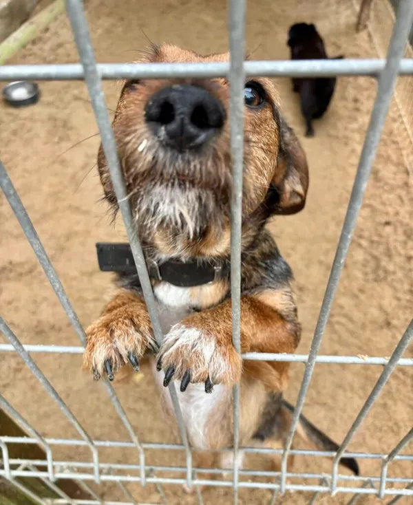 Pies do adopcji, Przyborówko, 6 października 2025 (2/3)