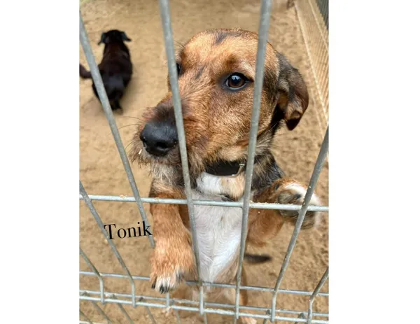 Pies do adopcji, Przyborówko, 6 października 2025 (3/3)